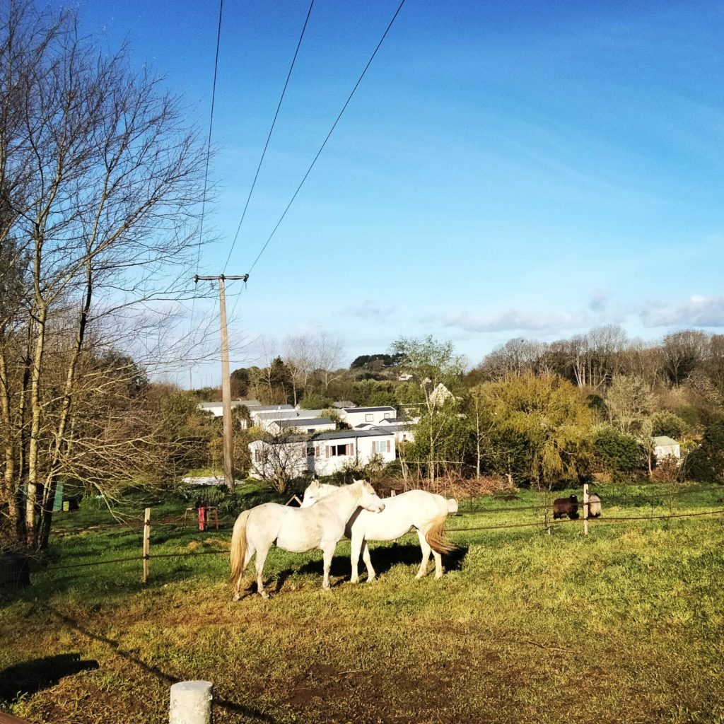 Les Animaux Du Camping Les Peupliers